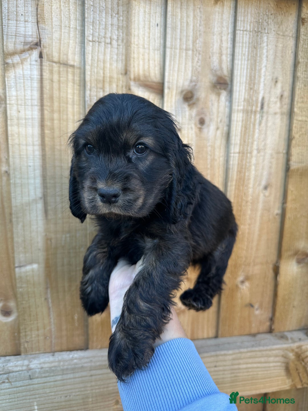 Cocker Spaniel dogs for sale: ⭐️⭐️⭐️⭐️⭐️5 star licenced breeder  cockerspaniels - Image 1