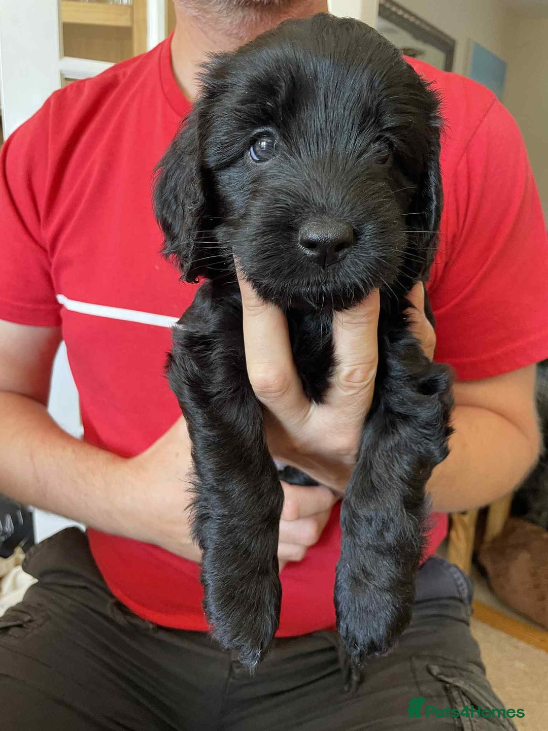 Sproodle dogs for sale: 1 Gorgeous F2 Sproodle Girl FULLY Vaccinated - Image 8