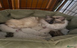 Ragdoll cats for sale: Ragdoll Kittens - Image 5