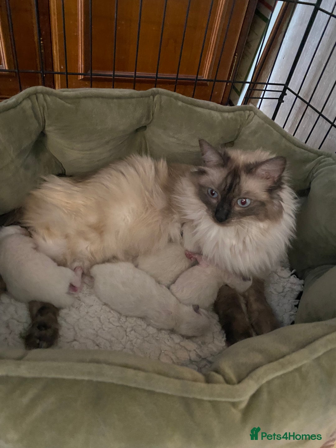 Ragdoll cats for sale: Ragdoll Kittens - Image 5