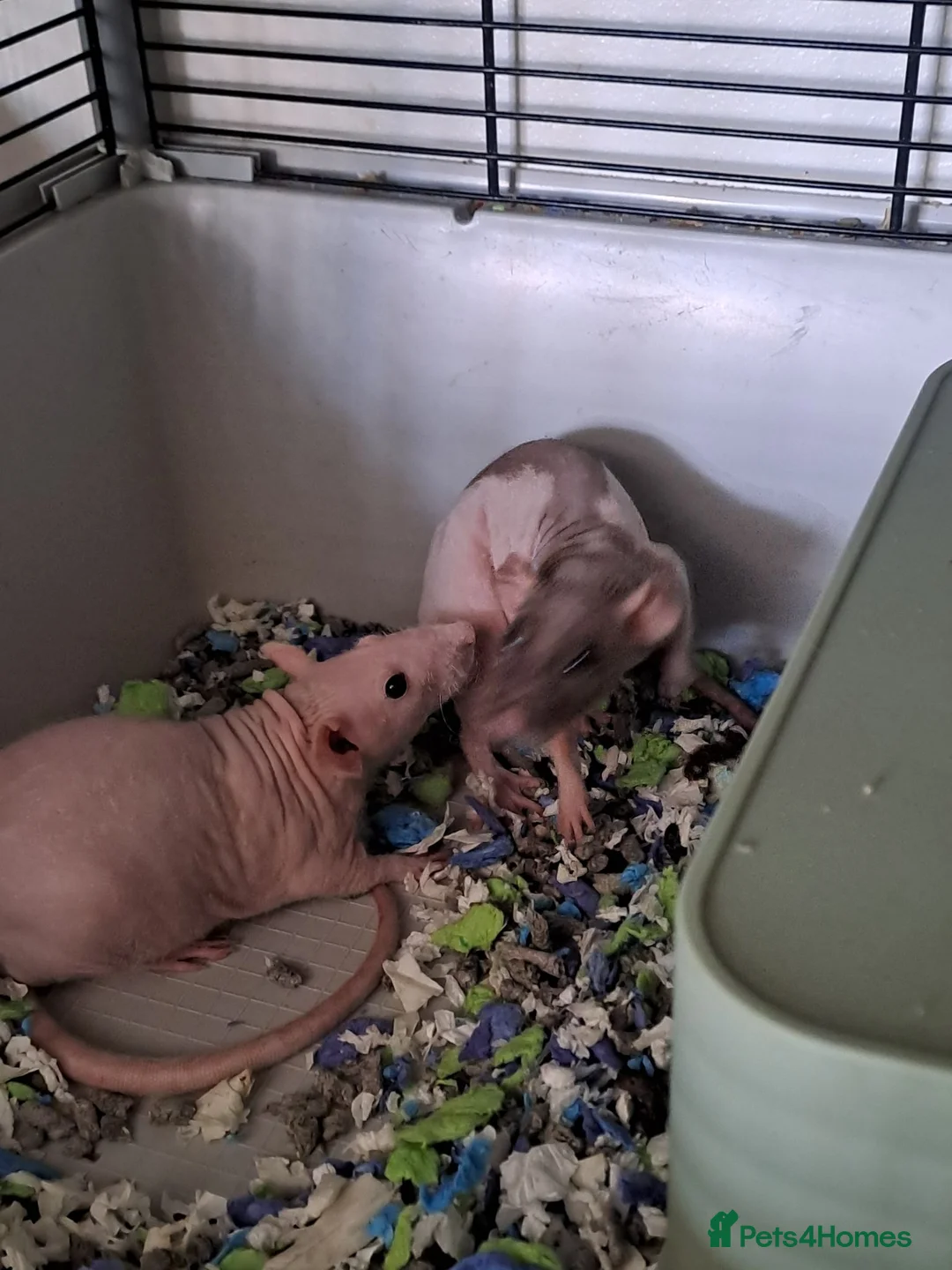 Rat rodents for sale: 2 pairs of girls needing homes. - Advert 2