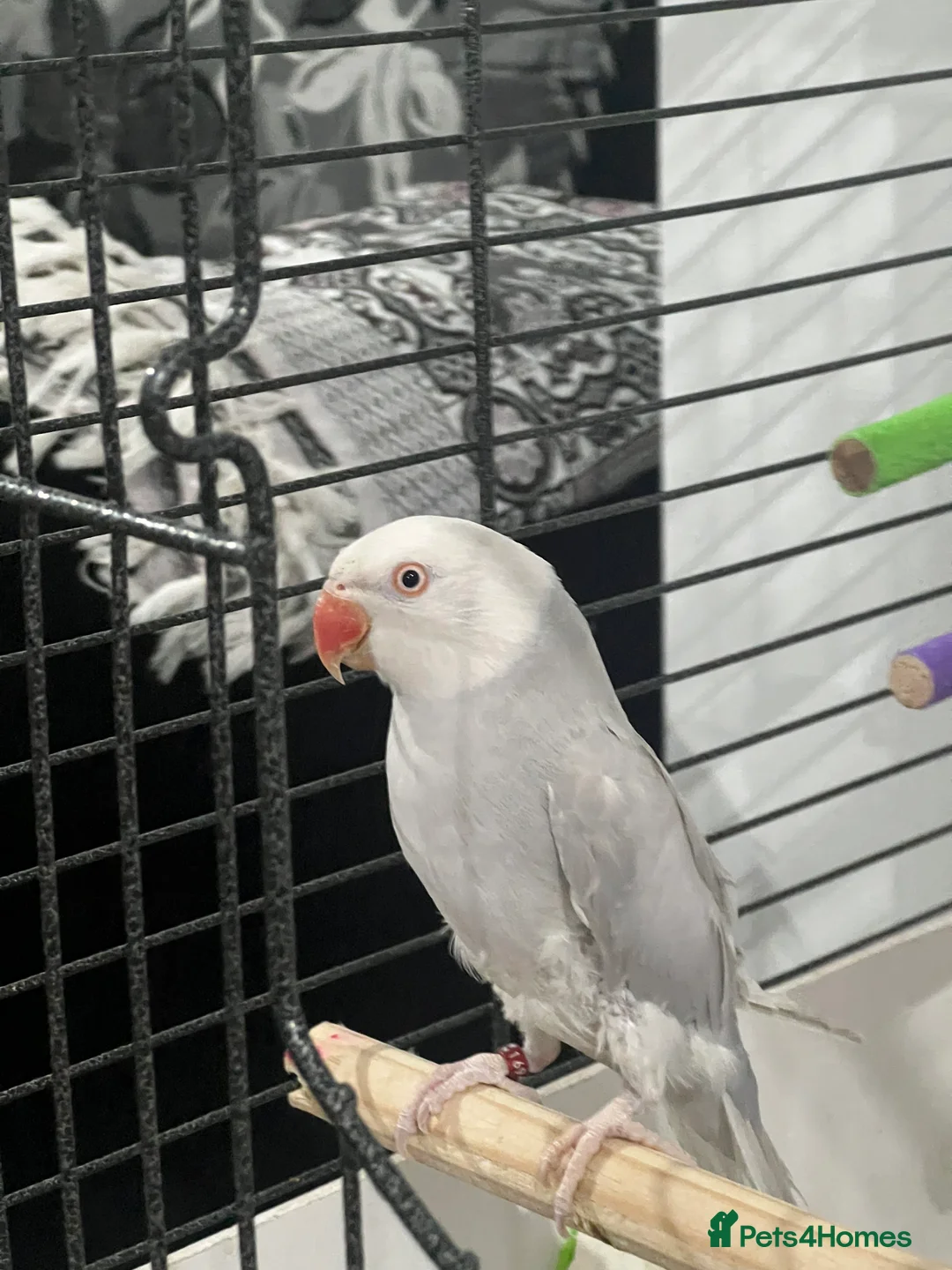 Parrots birds for sale: Grey Indian ringneck Parrot - Advert 2