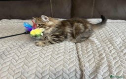 Siberian cats for sale: Purebred- Hypoallergenic Siberian Kittens - Image 35