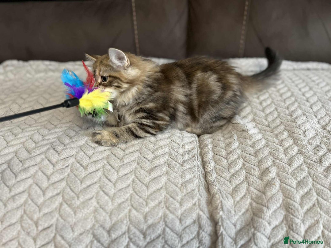 Siberian cats for sale: Purebred- Hypoallergenic Siberian Kittens - Image 35