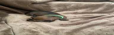 Miniature Dachshund 3