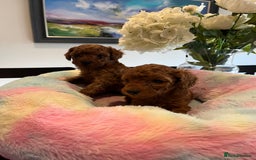 Toy Poodle dogs for sale: Adorable Deep Red KC Reg Toy Poodles  - Image 7