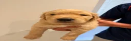 Golden Retriever dogs for sale: 2 beautiful golden boys left!✨🐾 - Advert 27