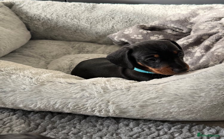 Miniature Dachshund dogs - Advert 1