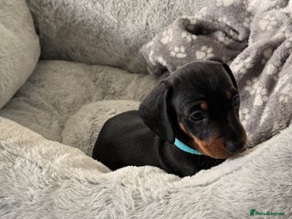 Miniature Dachshund dogs - Advert 1