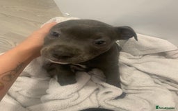 Staffordshire Bull Terrier dogs for sale: Blue brindle staffy - Image 3