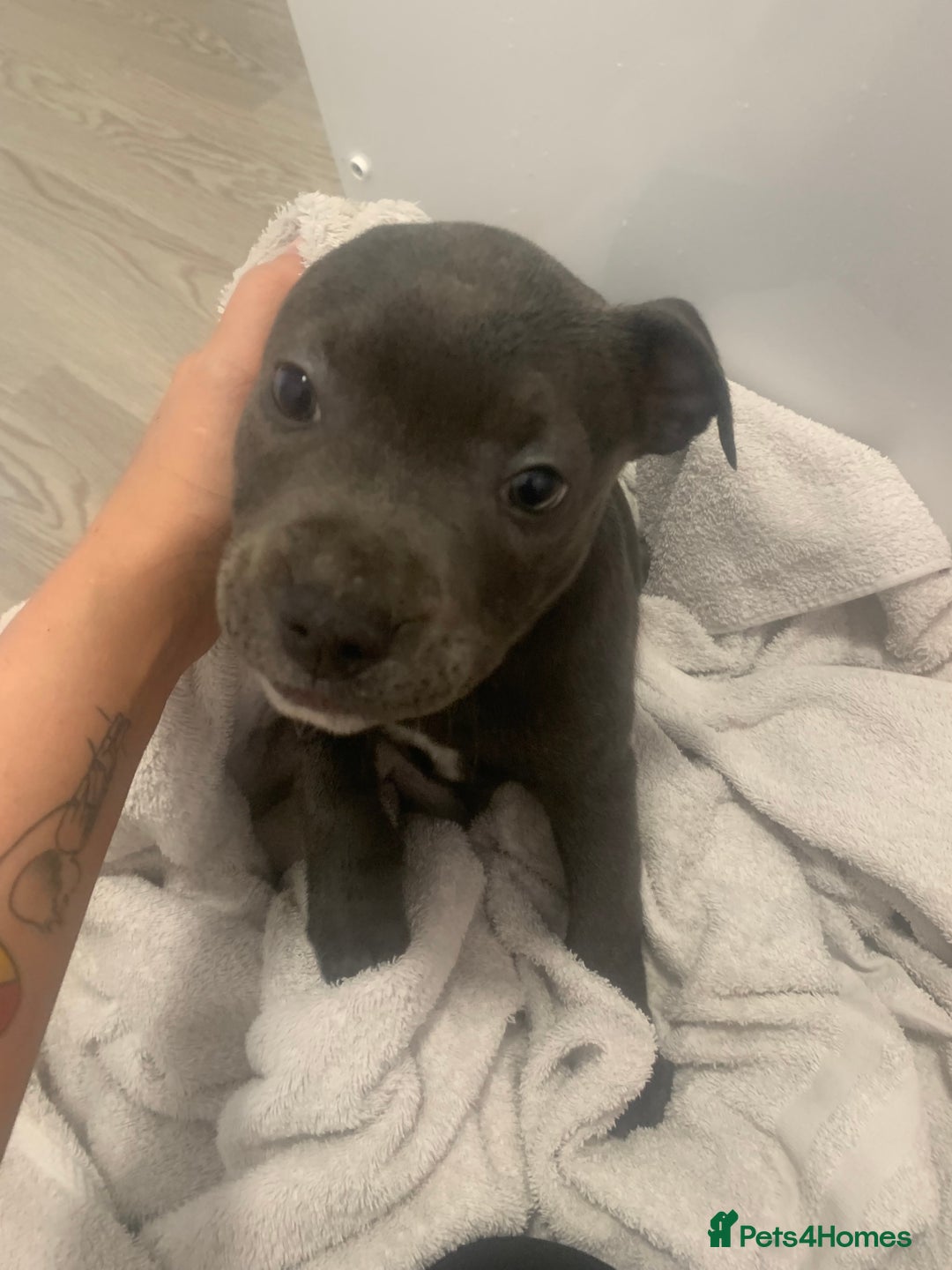 Staffordshire Bull Terrier dogs for sale: Blue brindle staffy - Image 3