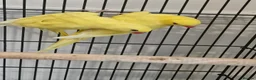 Ringnecks birds for sale: yellow ringneck lutino 3 months old  - Advert 1