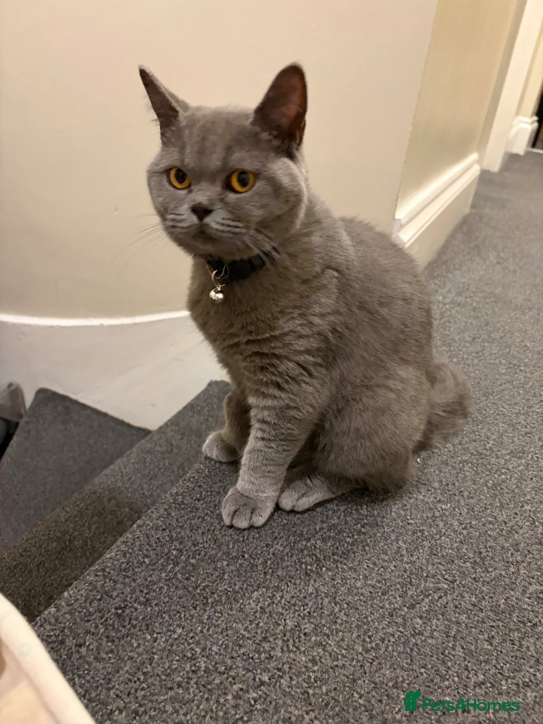 Mixed Breed cats for sale: Blue British shorthair  in London - Advert 5