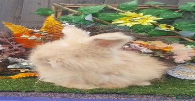 Angora rabbits - Advert 4