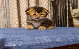 Scottish Fold cats for sale: Scottish fold looking for forever home - Image 10