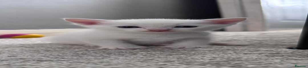Short haired white blue eyed male 
