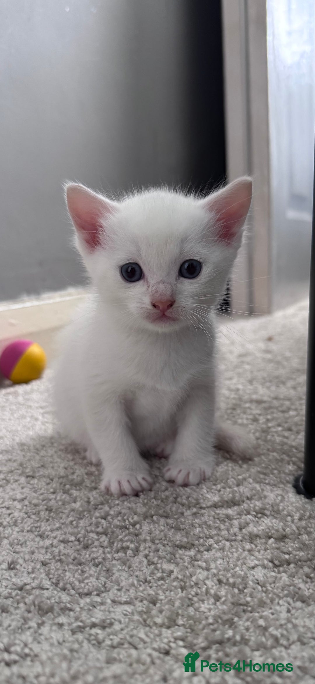 Domestic Shorthair cats for sale: 4 beautiful kittens  - Image 5