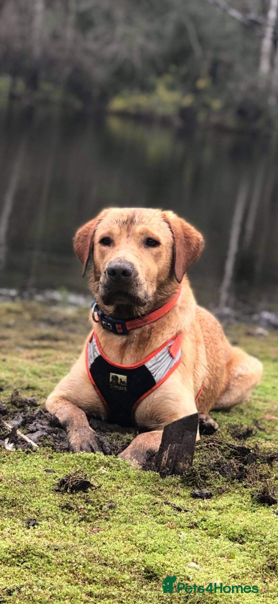 Labrador Retriever dogs 🐾🐾🦴Loving boy for stud 🐾🐾 - Advert 11