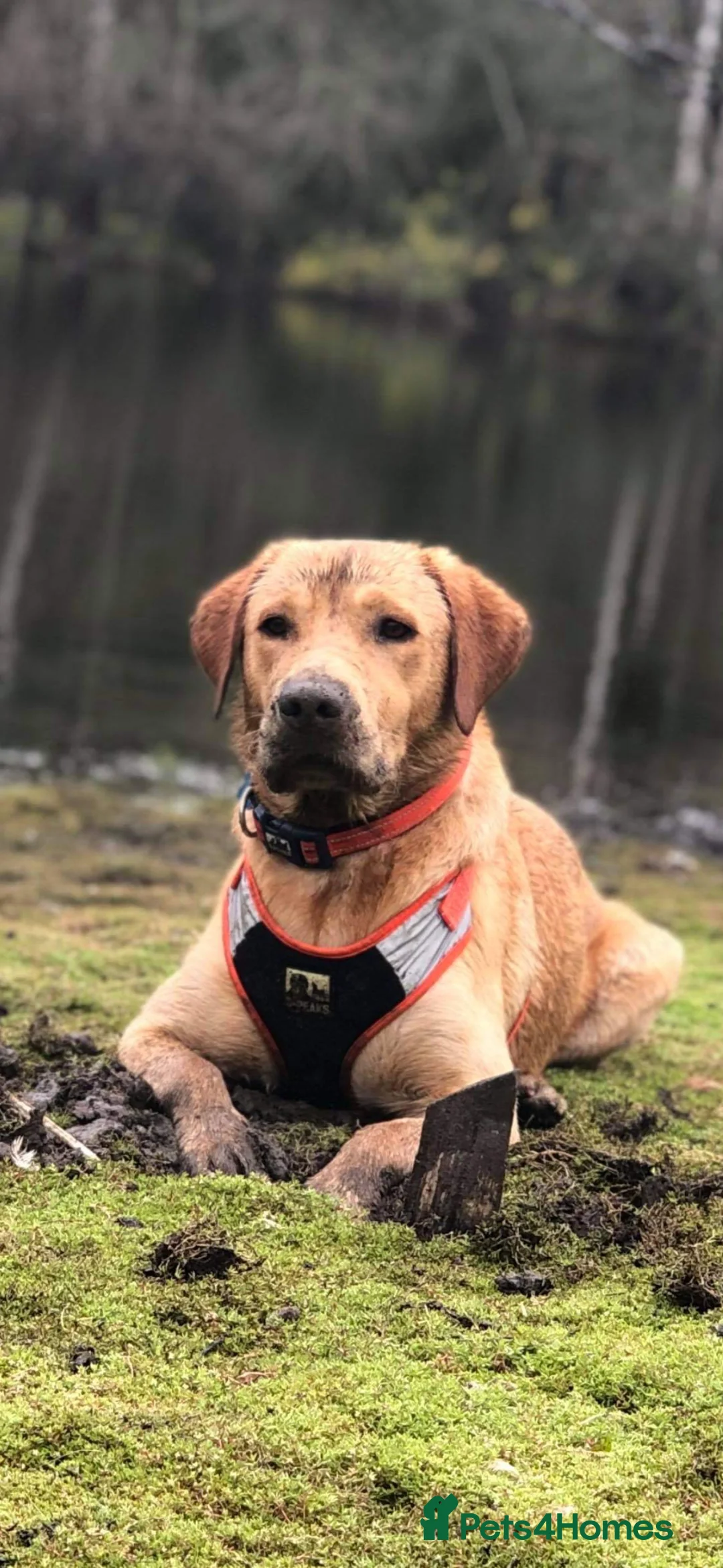 Labrador Retriever dogs for stud: 🐾🐾🦴Loving boy for stud 🐾🐾 - Advert 1