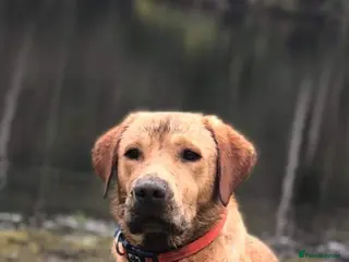 Labrador Retriever dogs 🐾🐾🦴Loving boy for stud 🐾🐾 - Advert 11