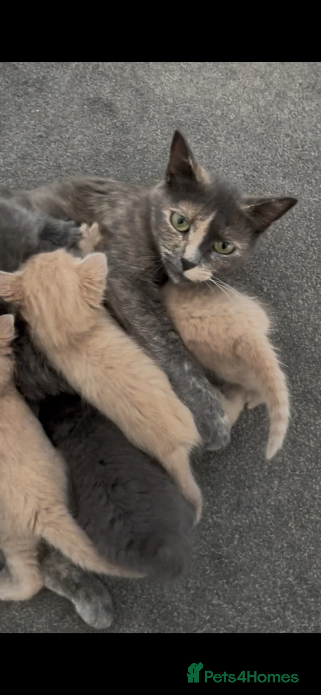 Mixed Breed cats for sale: Cream / Grey kittens - Advert 2