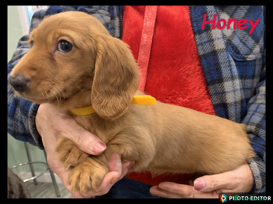 Miniature Dachshund dogs for sale: Beautiful Miniature Dachshunds. - Advert 11