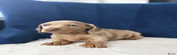 Miniature Dachshund dogs for sale: Miniature Dachshunds  - Advert 5