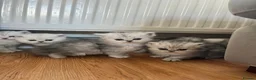Persian cats for sale: Chinchilla Persians  - Advert 2