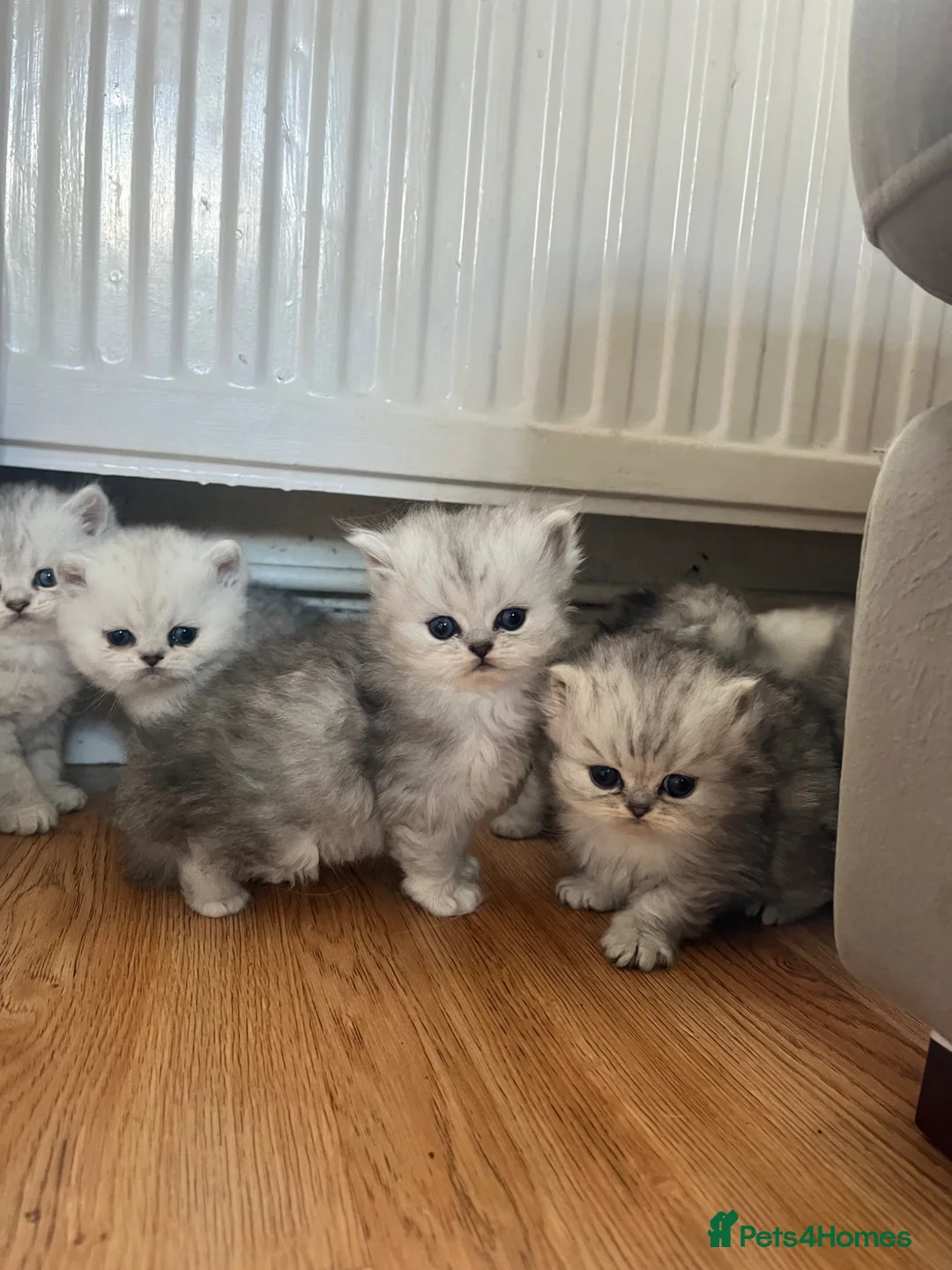 Persian cats for sale: Chinchilla Persians  - Advert 2
