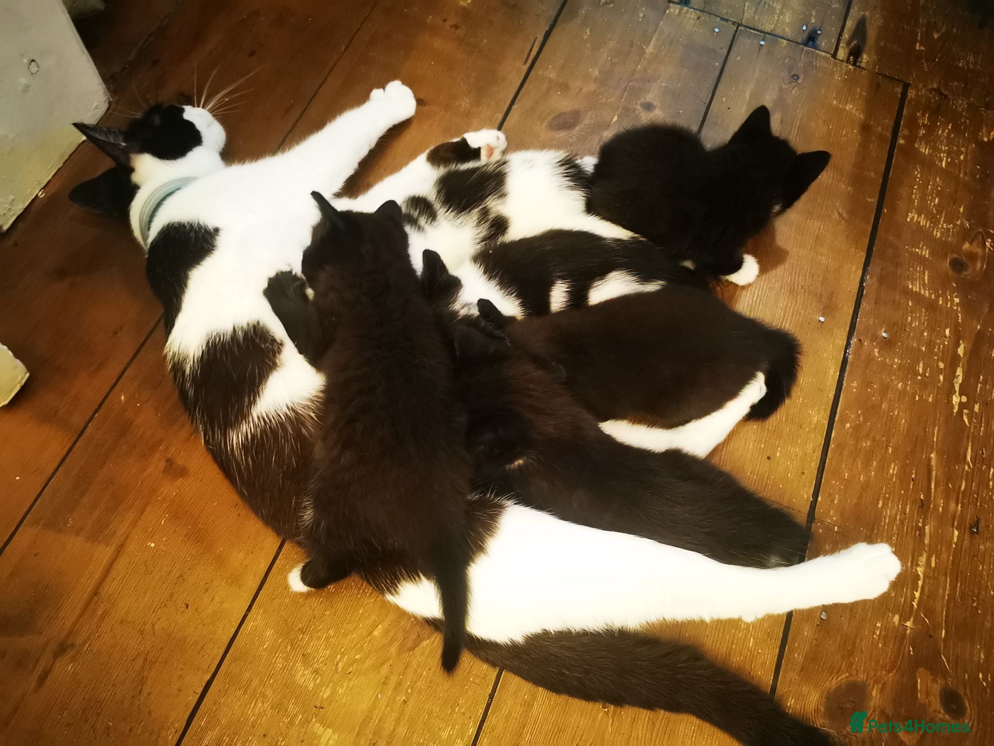 British Shorthair cats Black and white Brisish shorthair kittens - Advert 5