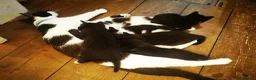 British Shorthair cats for sale: Black and white Brisish shorthair kittens - Advert 1