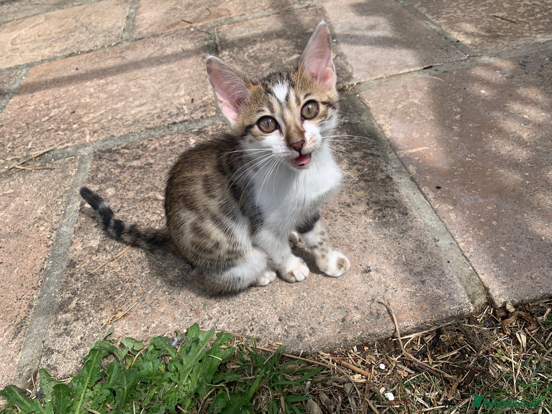 Bengal cats for sale: MIXED BENGAL KITTENS - Image 8