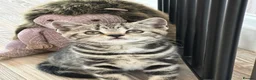 British Shorthair cats for sale: British Shorthair Silver Tabby & Chocolate Tabby - Advert 23