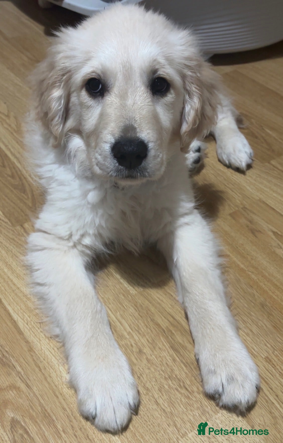 Golden Retriever dogs Golden retriever female 3 months old  - Advert 8