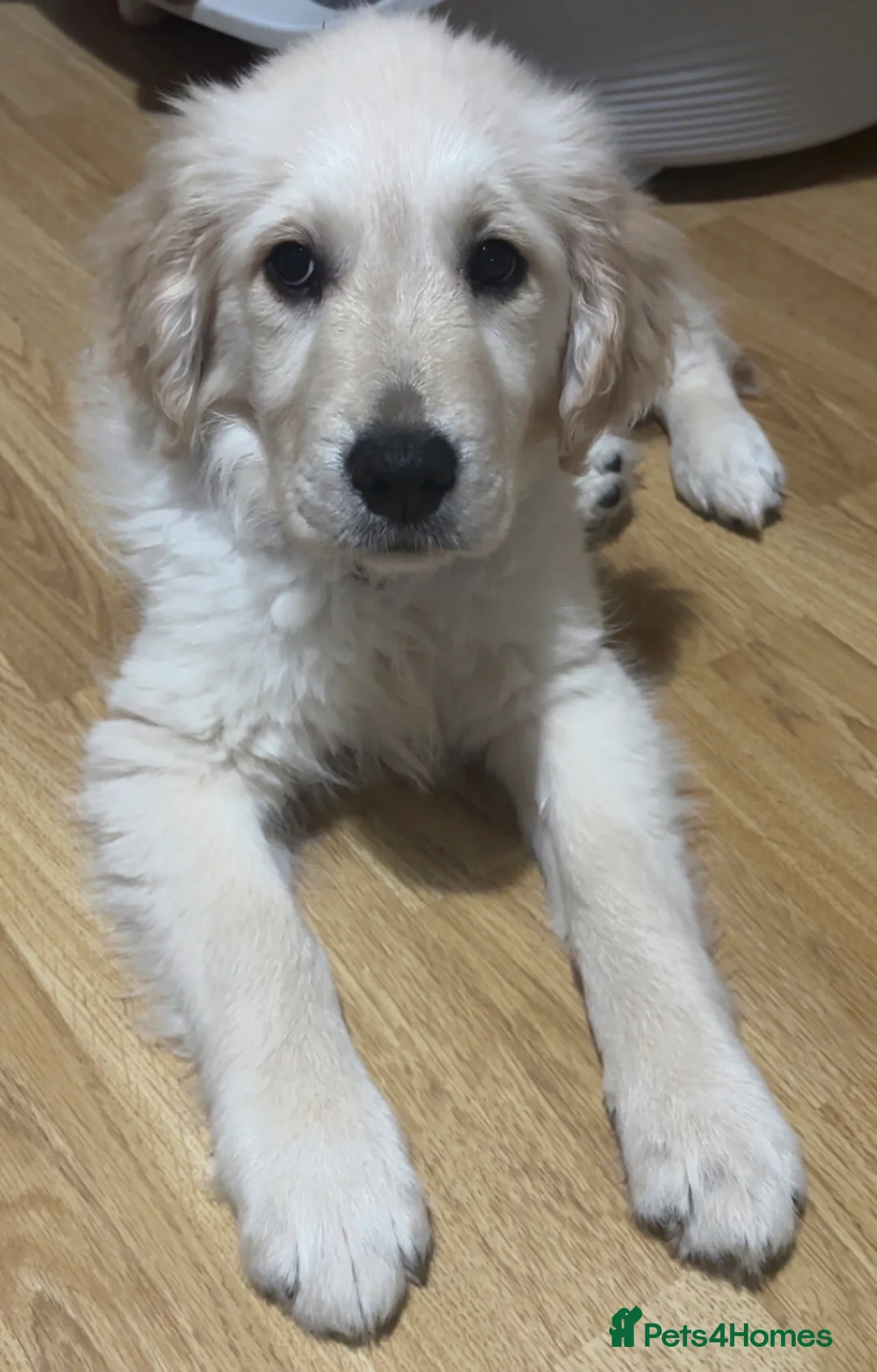 Golden Retriever dogs for sale: Golden retriever female 3 months old  - Advert 1