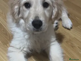 Golden Retriever dogs Golden retriever female 3 months old - Advert 8