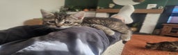 Mixed Breed cats for sale: 2 Gorgeous babies, ready to go - Advert 6