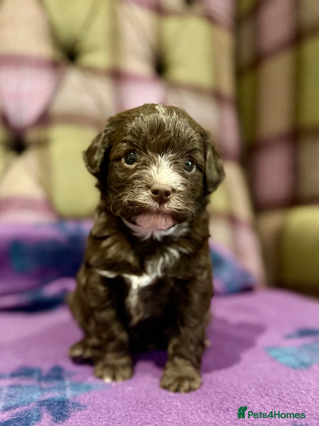 Cavapoo dogs for sale: Beautiful F1B Cavapoo puppies  - Advert 5
