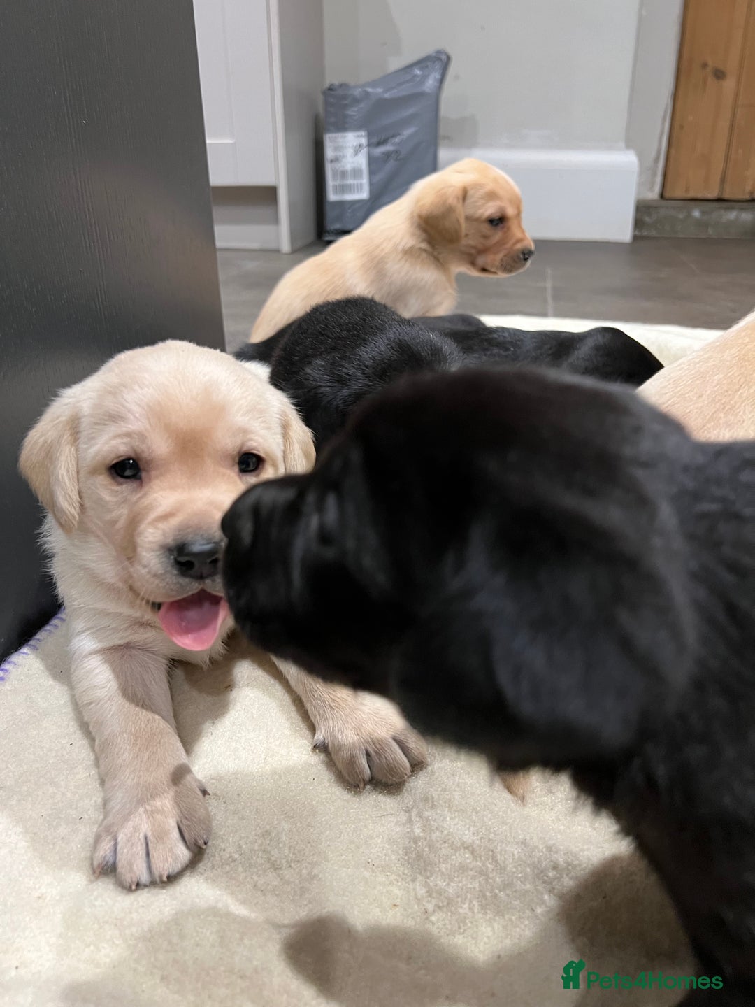 Labrador Retriever dogs for sale: 1 golden/ yellow boy Labrador puppies left - Advert 7