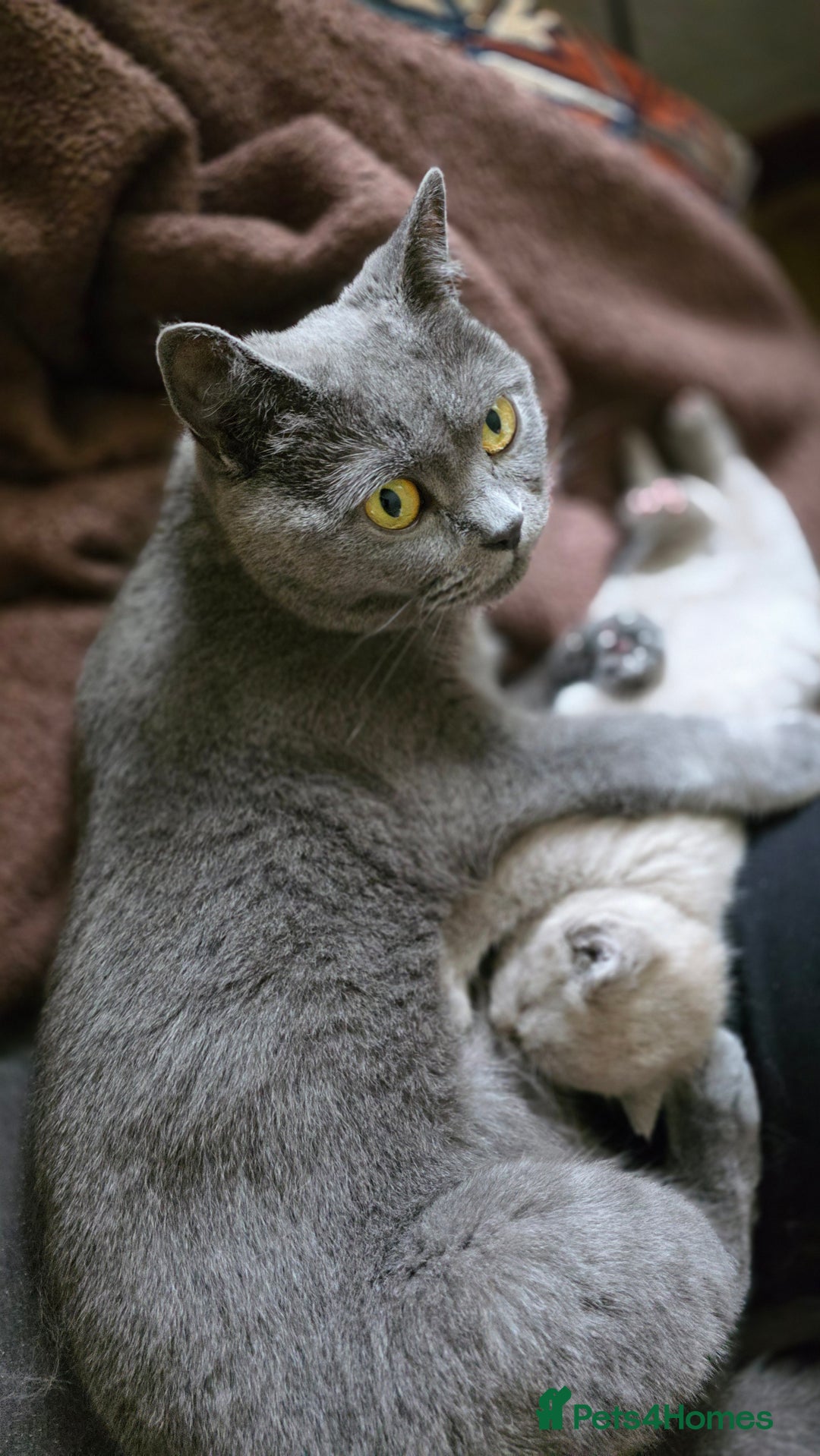 British Shorthair cats for sale: British shorthair  - Image 2
