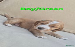 Cocker Spaniel dogs for sale: 🐶 Cocker spaniel Show-type Puppies - Image 1