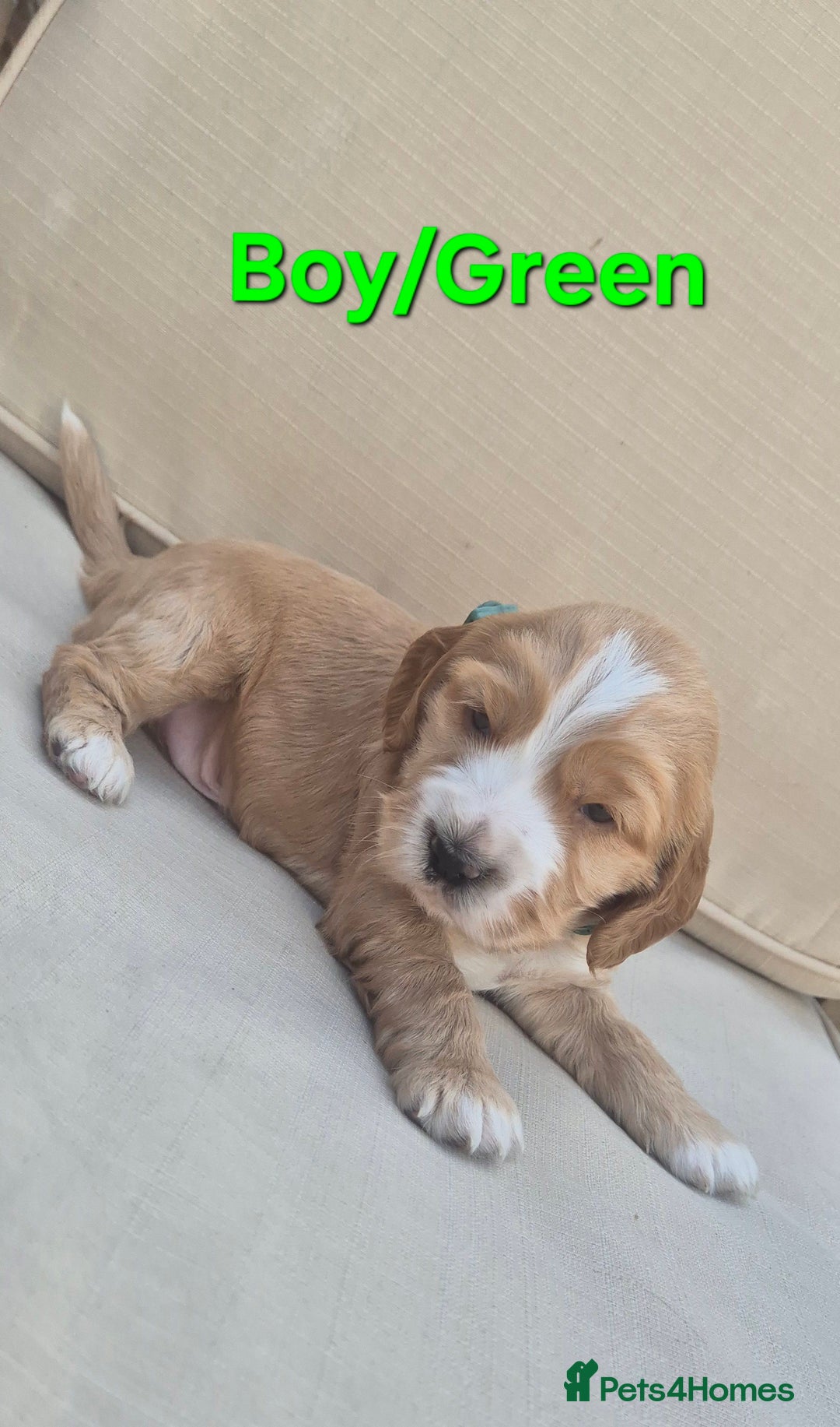Cocker Spaniel dogs for sale: 🐶 Cocker spaniel Show-type Puppies - Image 1