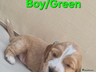 Cocker Spaniel dogs - Advert 6