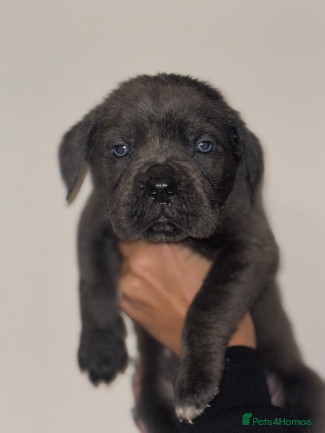 Cane Corso dogs for sale: Cane Corso Puppies **5 Male 2Female Left** - Advert 10