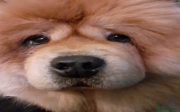Chow Chow dogs for sale: female chow  - Image 2