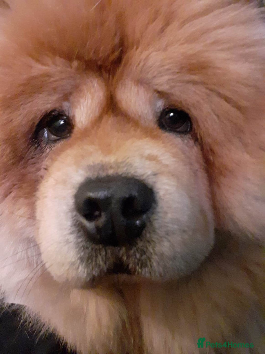 Chow Chow dogs for sale: female chow  - Image 2
