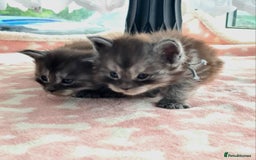 Maine Coon cats for sale: Reserve your dream kitten now - Image 5