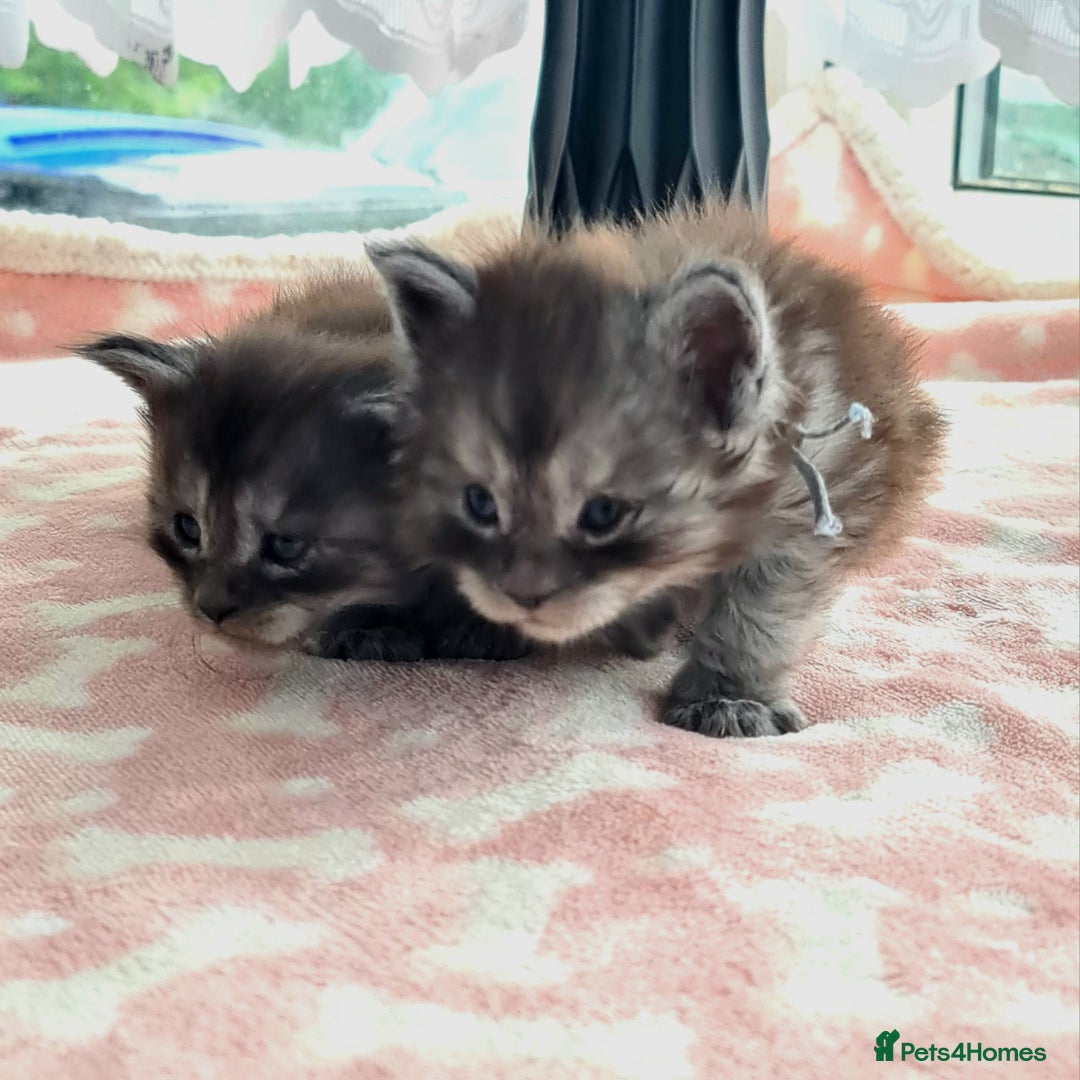 Maine Coon cats for sale: Reserve your dream kitten now - Image 5