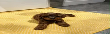 Cockapoo 2