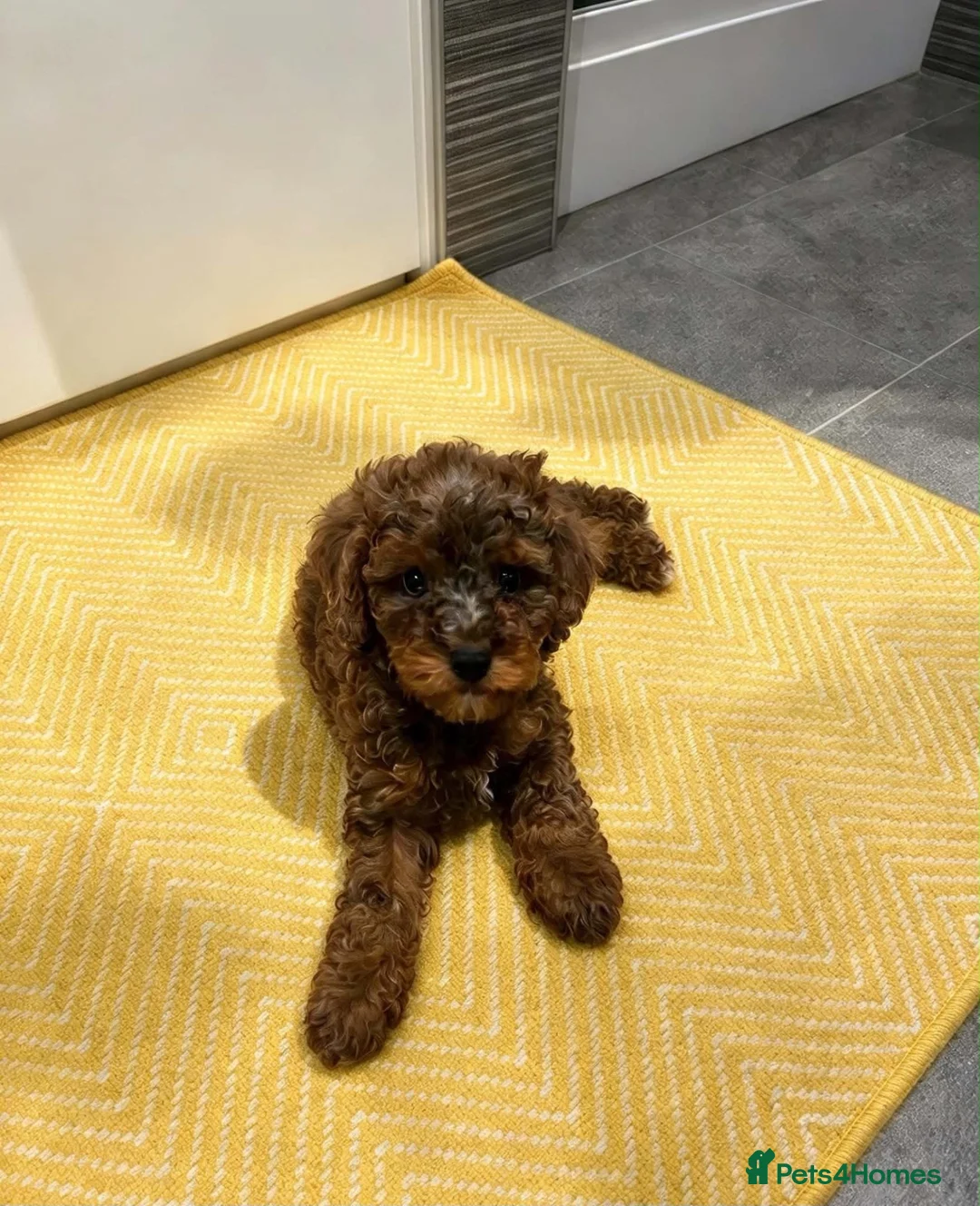 Cockapoo dogs for sale: F1B Toy Cockapoos - Advert 2